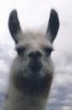 llamaattitude.jpg