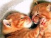 kittens-orange-large.jpg