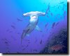 hammerhead17_cocos1.jpg